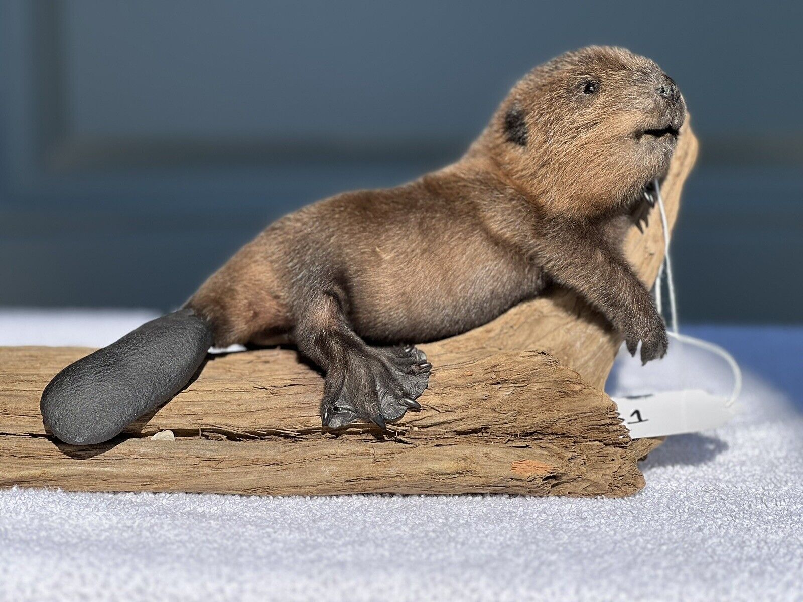 Museum Quality Beautiful Adorable Fatty Beaver Kit Taxidermy Mount Art Wildlife