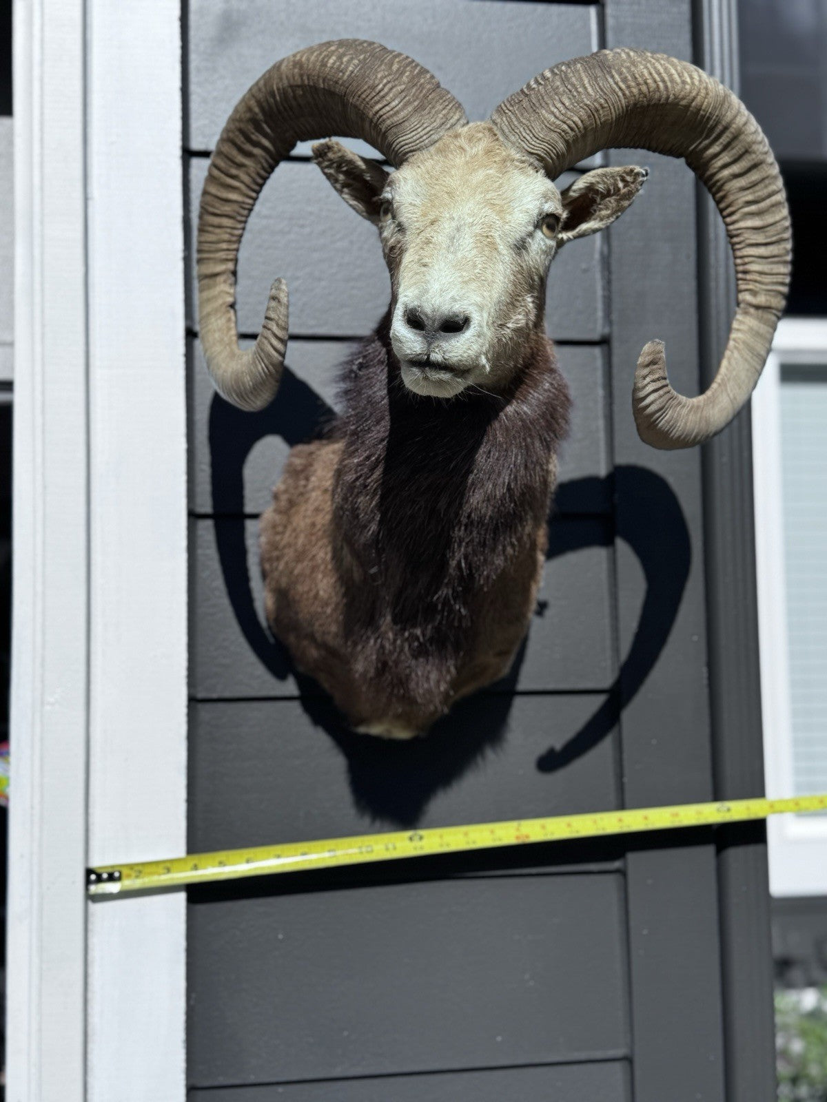 Mouflon sheep taxidermy mount
