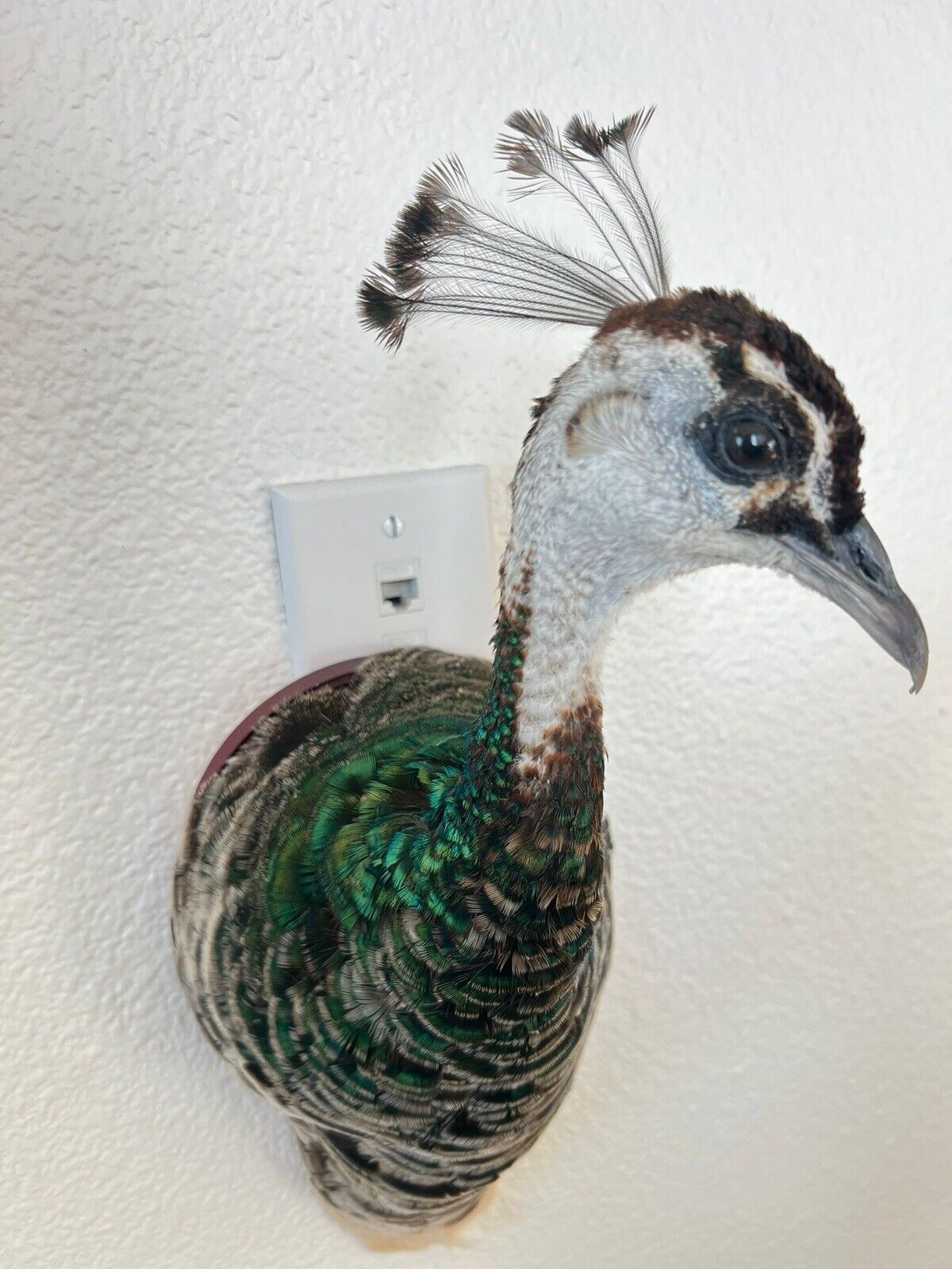 Museum quality FEMALE PEACOCK  Shoulder Taxidermy WALL-Mount
