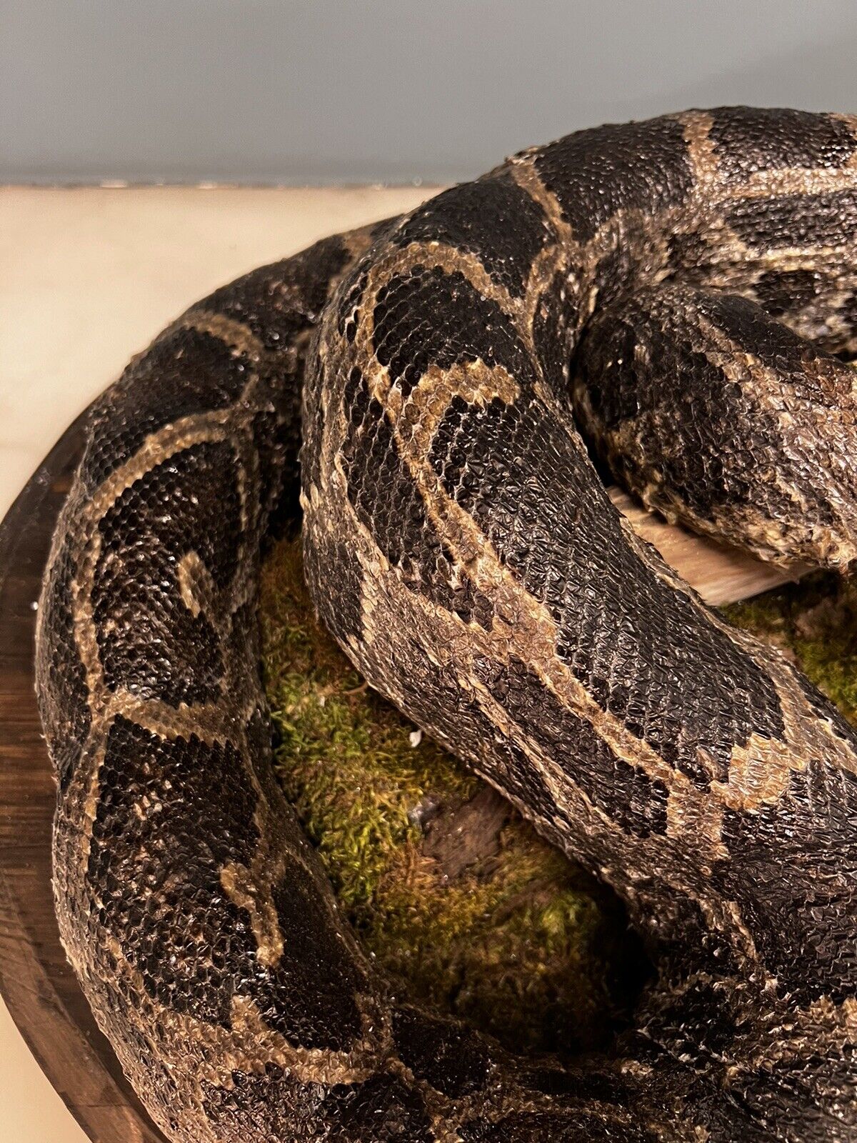 Python Snake Taxidermy Mount