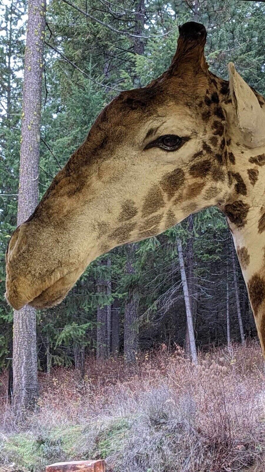 African Giraffe Taxidermy Shoulder Mount
