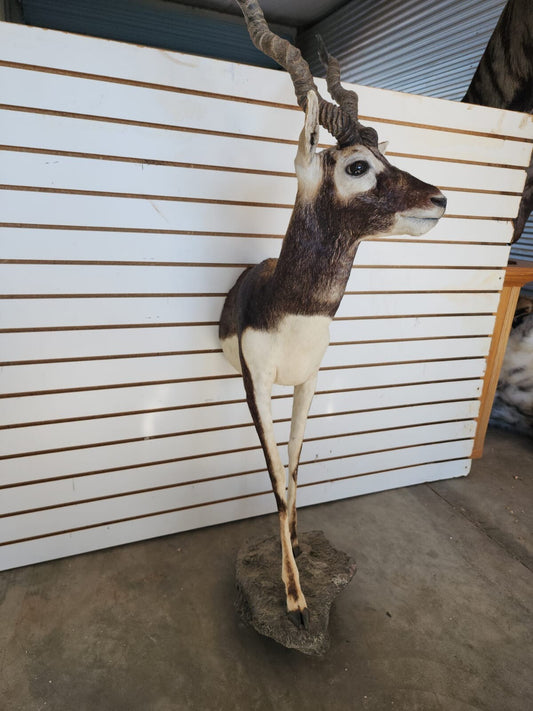 Indian Black Buck Half Body Taxidermy Mount