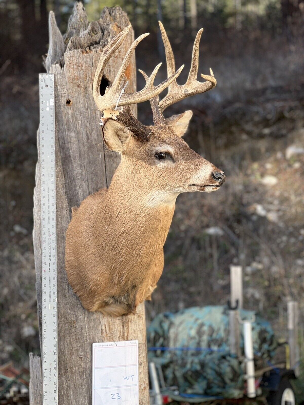 Shoulder Mount   White Tail Deer Real  Antler  Taxidermy Wall Mount