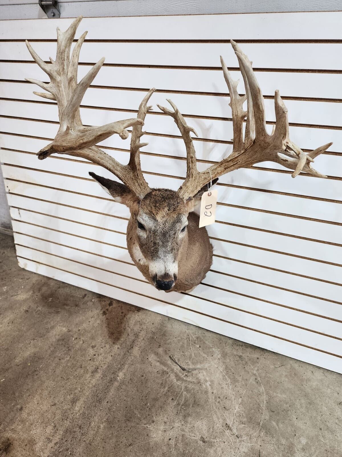 White Tail Deer Real  Antler  Taxidermy Wall Mount 200 CLASS ANTLERS