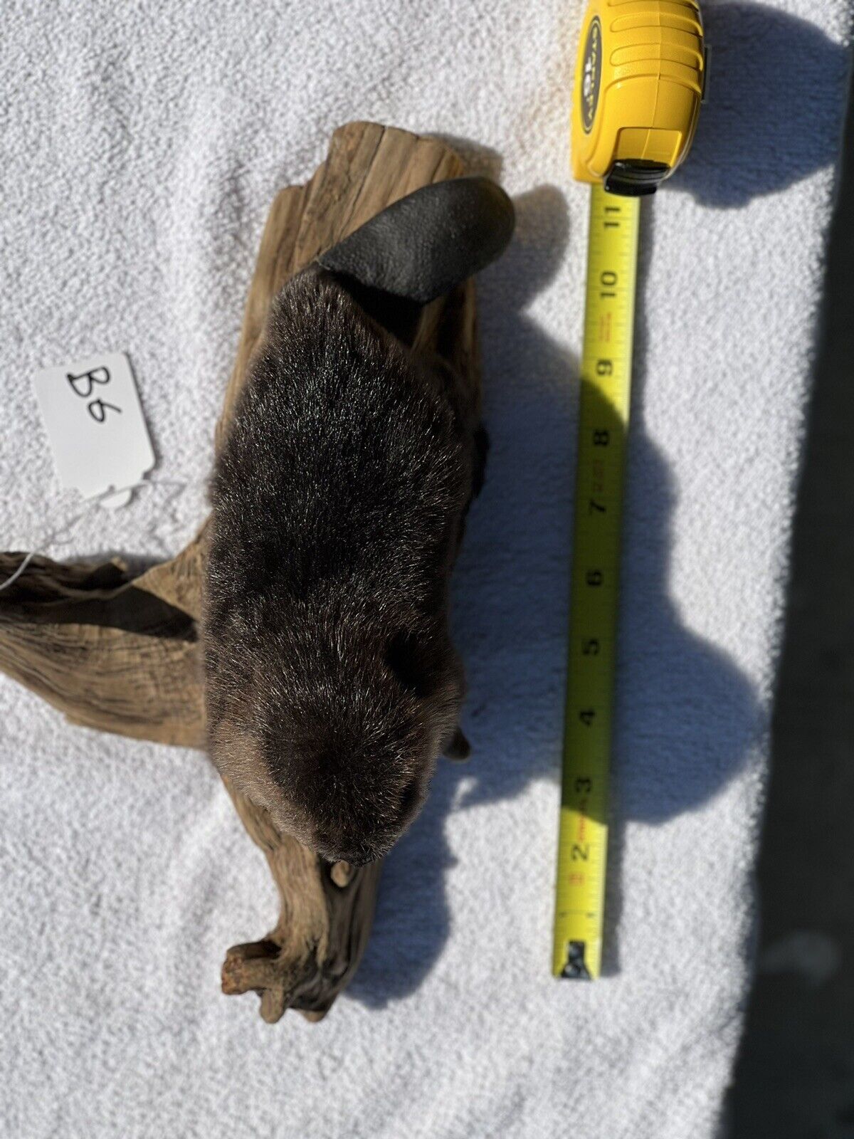 Museum Quality Beautiful Adorable Fatty Beaver Kit Taxidermy Mount Art Wildlife