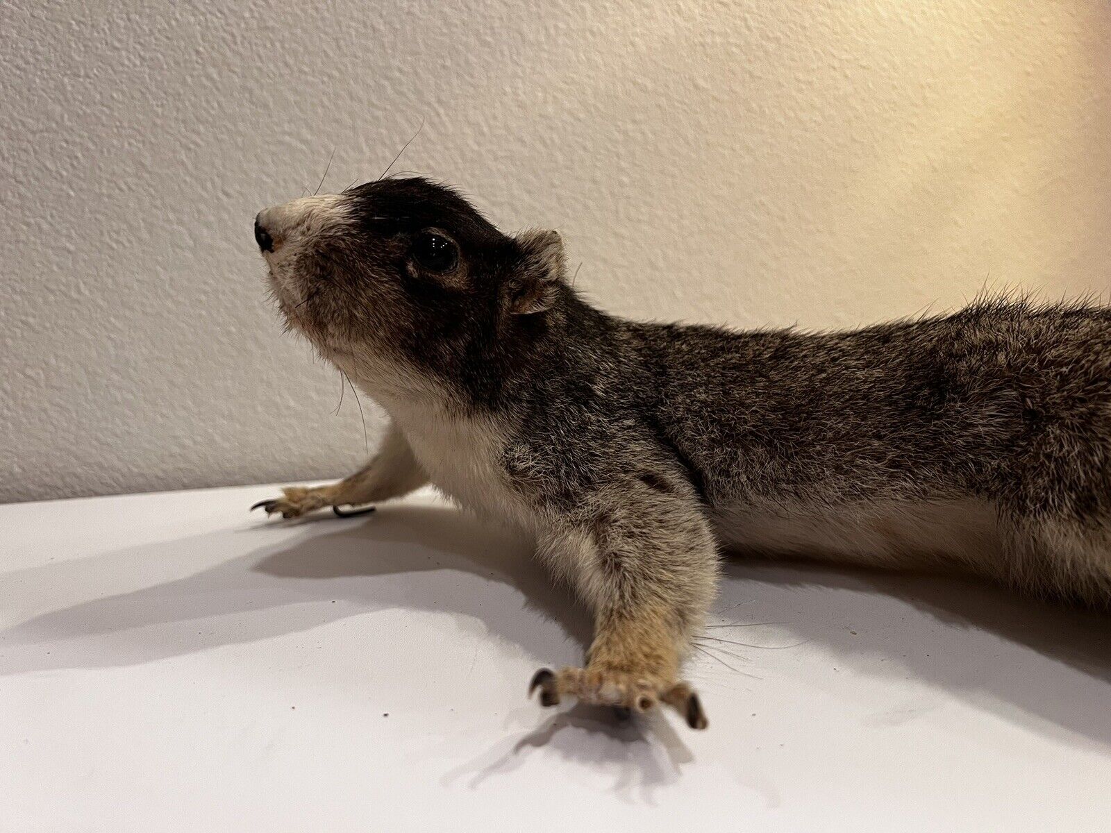 Flying Squirrel Beautiful Adorable Taxidermy Wall-Mount Wooden Base