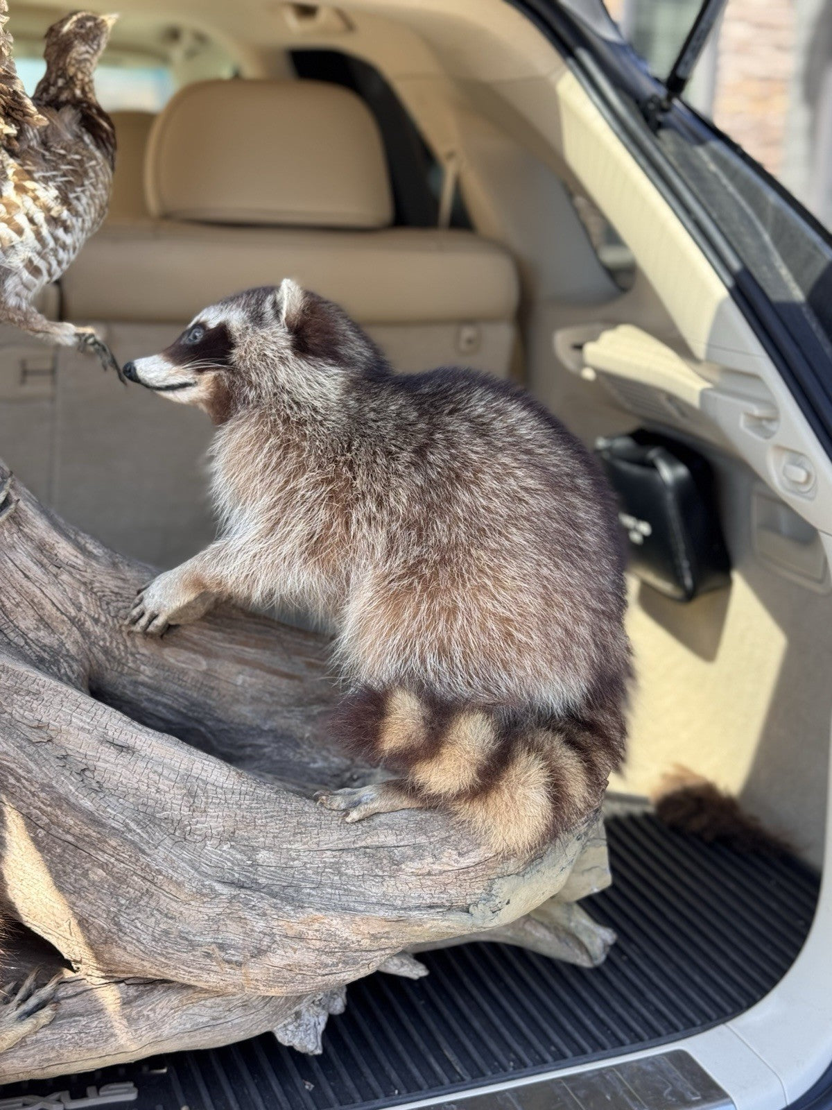 Two Raccoon Full Body Taxidermy Wall Mount  /  Long Fluffy Fur on  Wooden Log