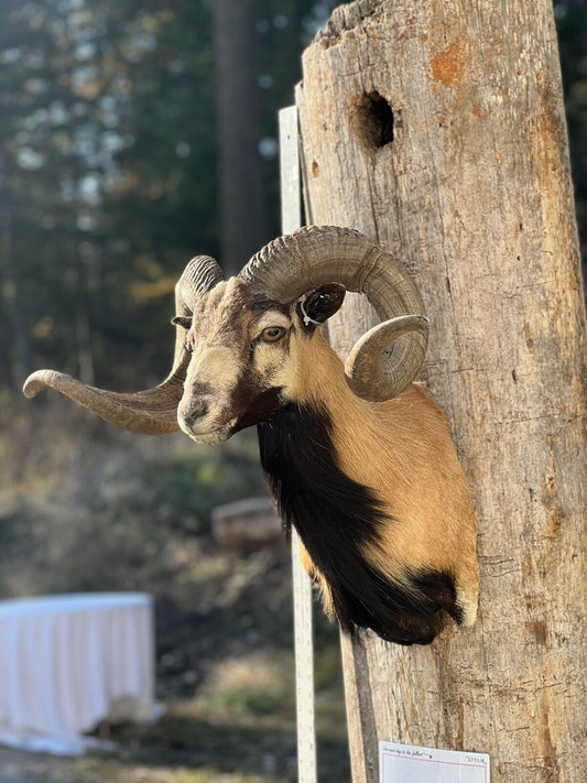 Corcican Ram Sheep Shoulder Mount Taxidermy
