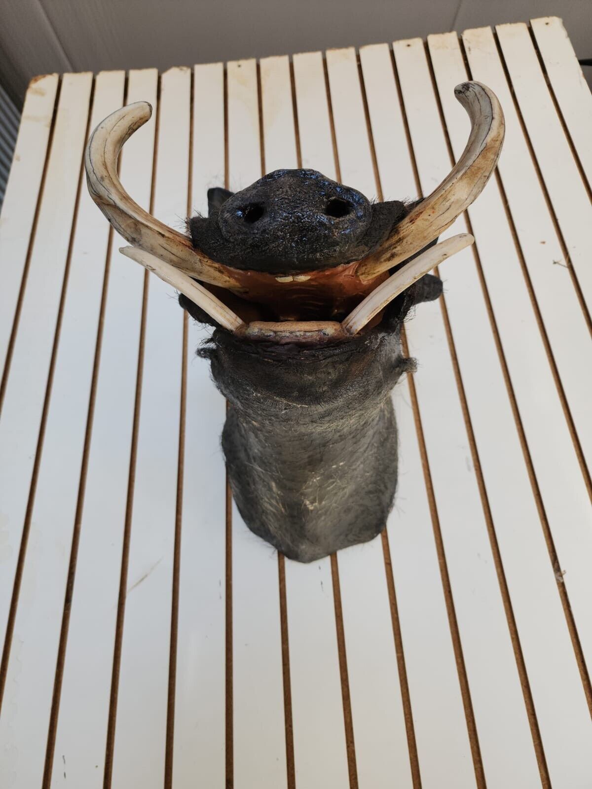 African Warthog Shoulder Taxidermy Mount
