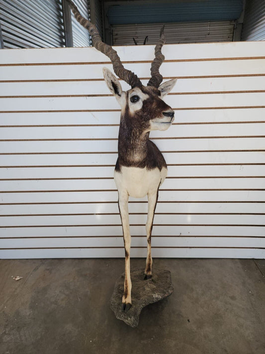 Indian Black Buck Half Body Taxidermy Mount