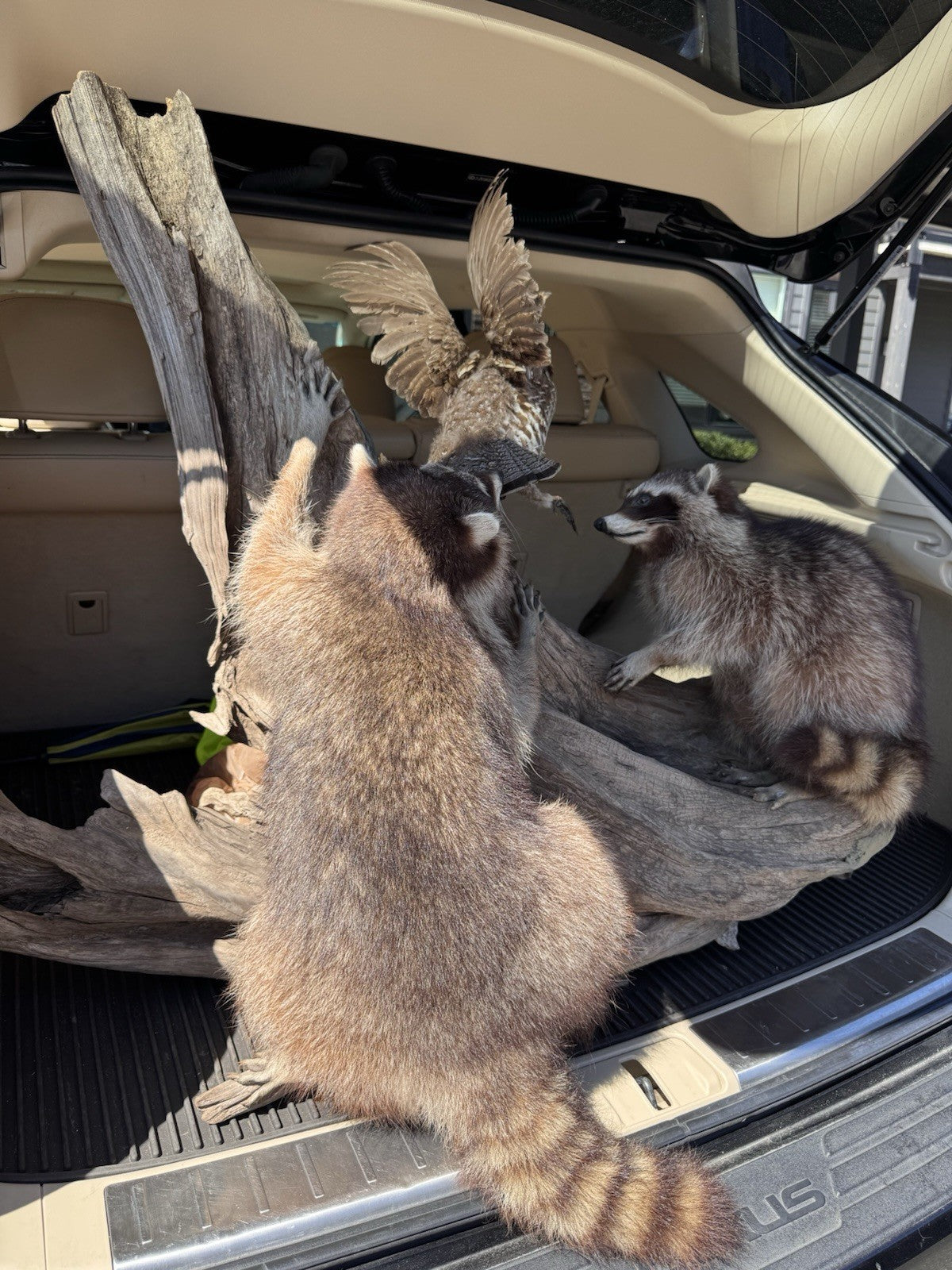 Two Raccoon Full Body Taxidermy Wall Mount  /  Long Fluffy Fur on  Wooden Log