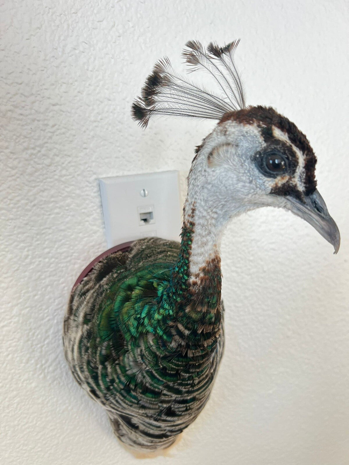 Museum quality FEMALE PEACOCK Shoulder Taxidermy WALL-Mount