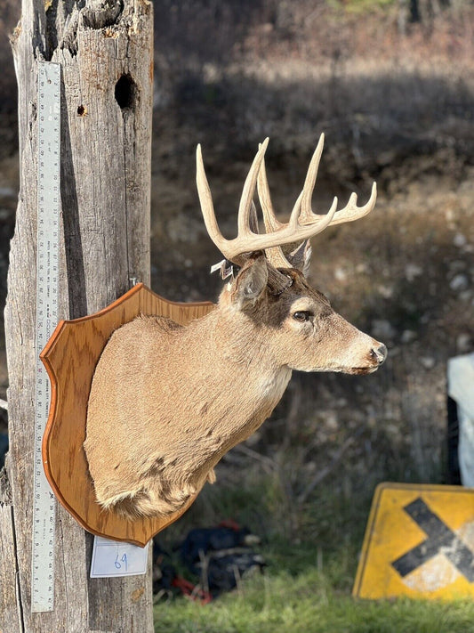 Shoulder Mount   White Tail Deer Real  Antler  Taxidermy Wall Mount