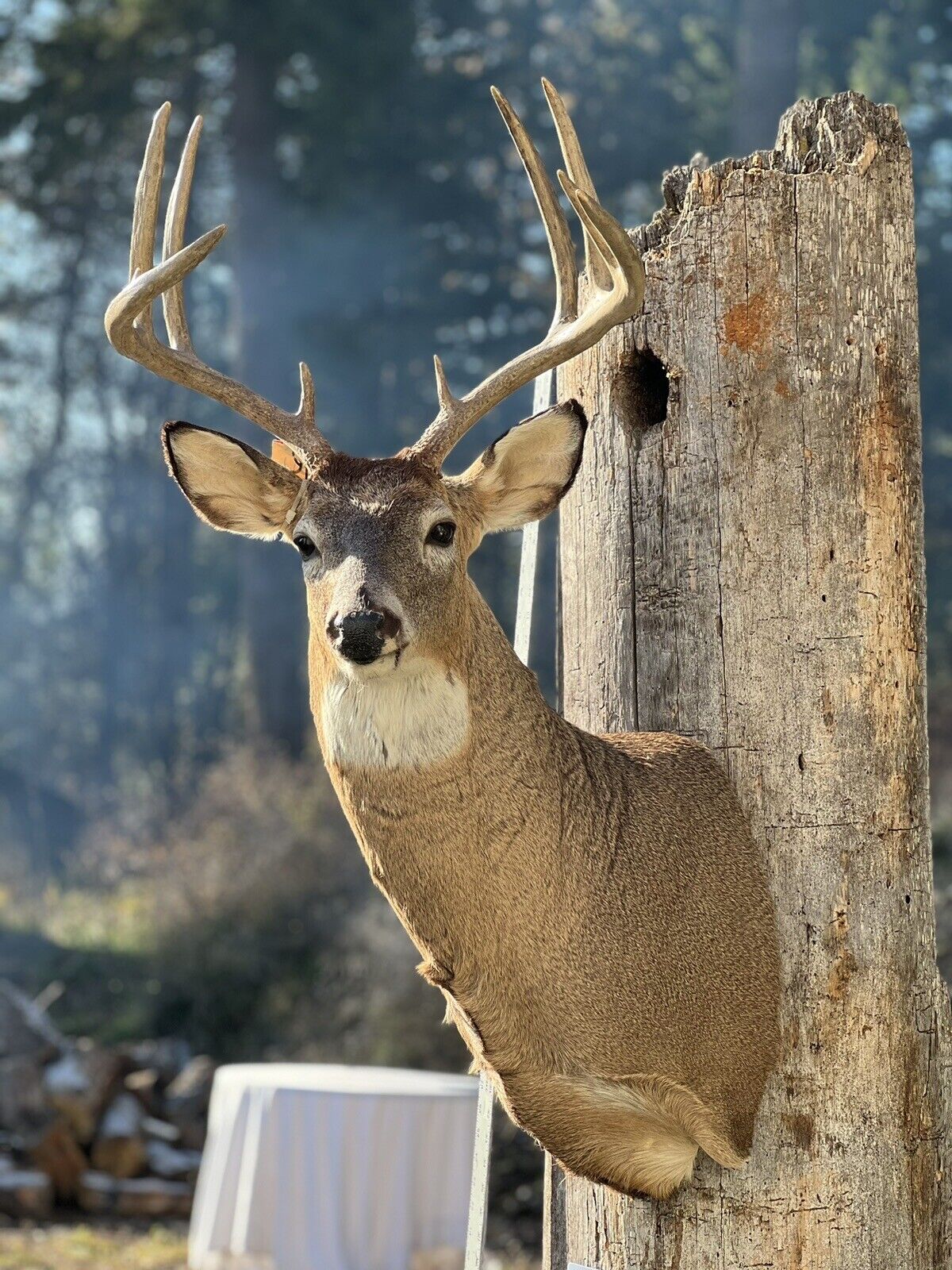 Shoulder Mount   White Tail Deer Real  Antler  Taxidermy Wall Mount