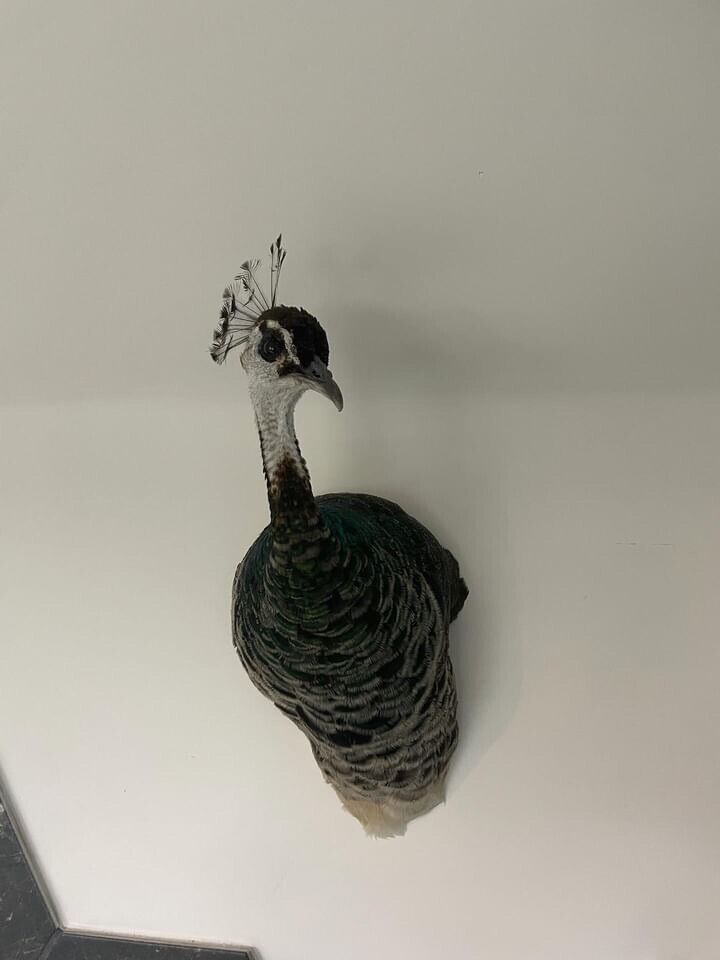 Museum quality FEMALE PEACOCK  Shoulder Taxidermy WALL-Mount