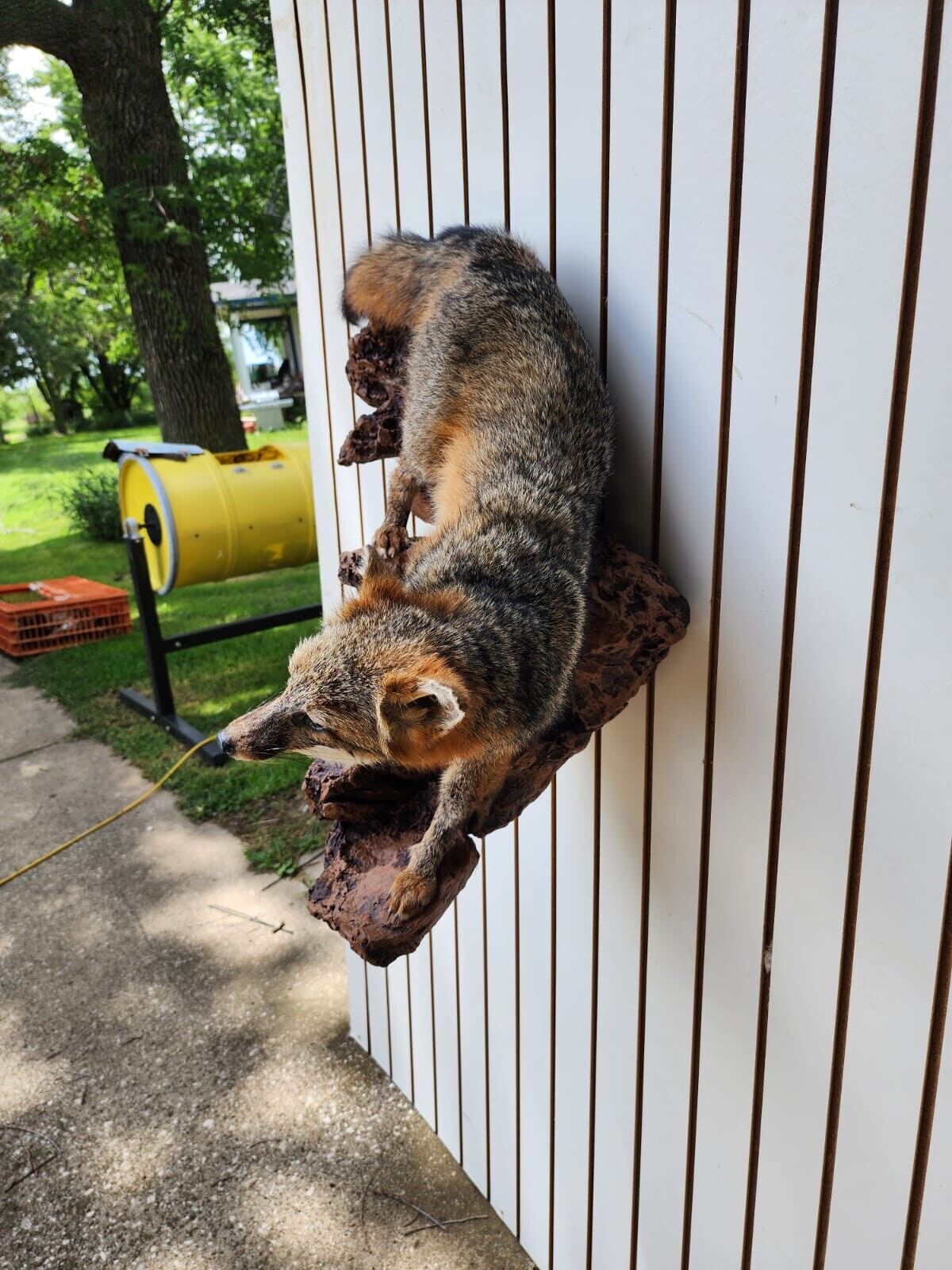 Grey Fox Taxidermy Full Body Mount Cabin Camp Man Cave Home Decor Wall Mount Log