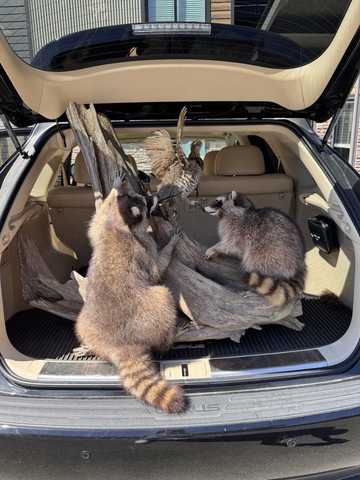 Two Raccoon Full Body Taxidermy Wall Mount  /  Long Fluffy Fur on  Wooden Log