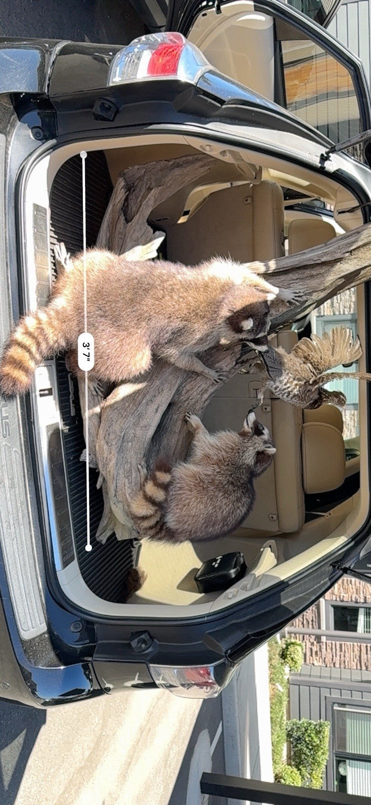 Two Raccoon Full Body Taxidermy Wall Mount  /  Long Fluffy Fur on  Wooden Log