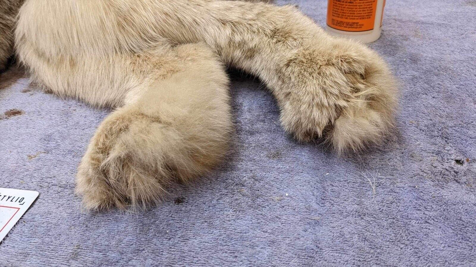 Alaskan lynx Full Body Mount Taxidermy