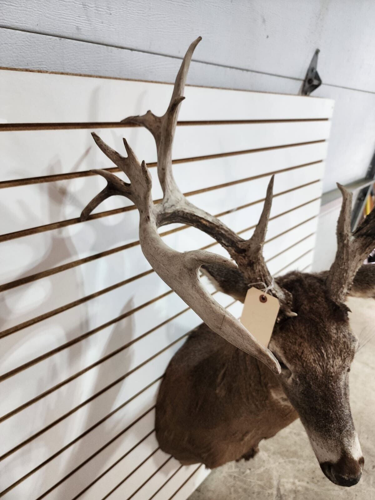 White Tail Deer Real  Antler  Taxidermy Wall Mount- shoulder mount