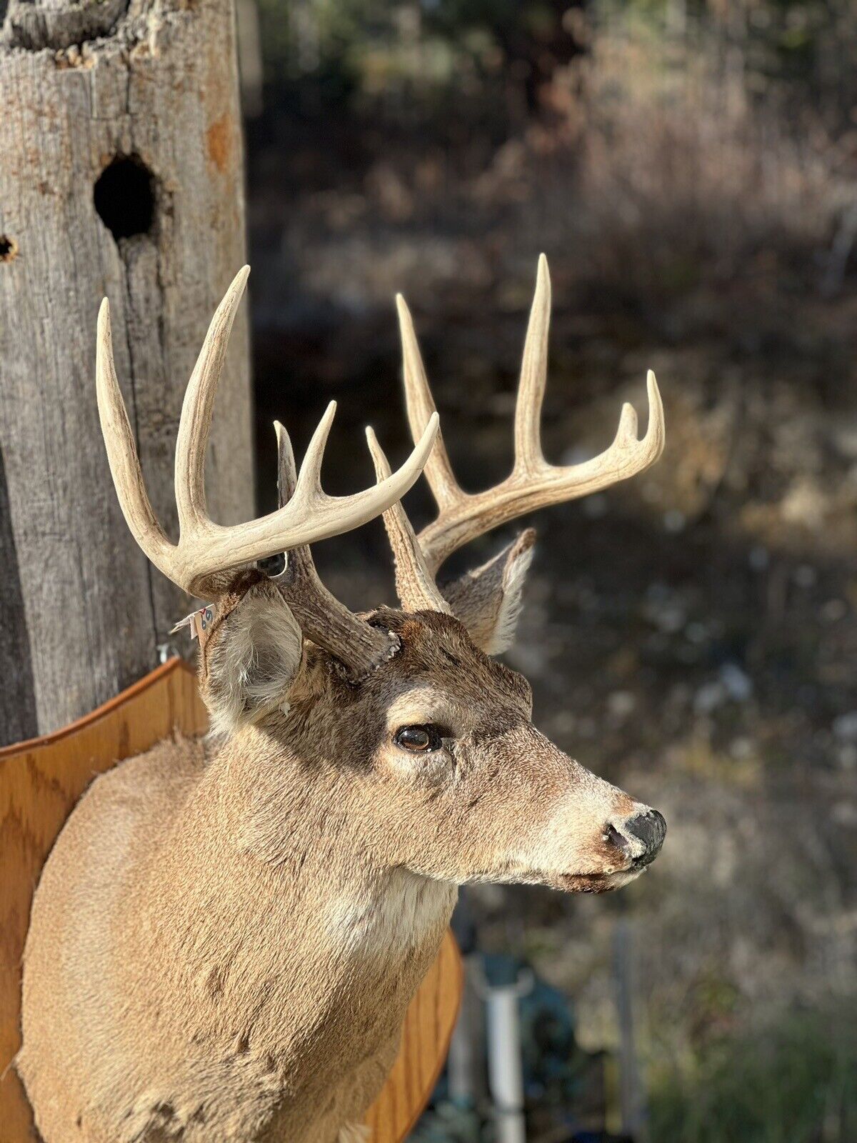 Shoulder Mount   White Tail Deer Real  Antler  Taxidermy Wall Mount