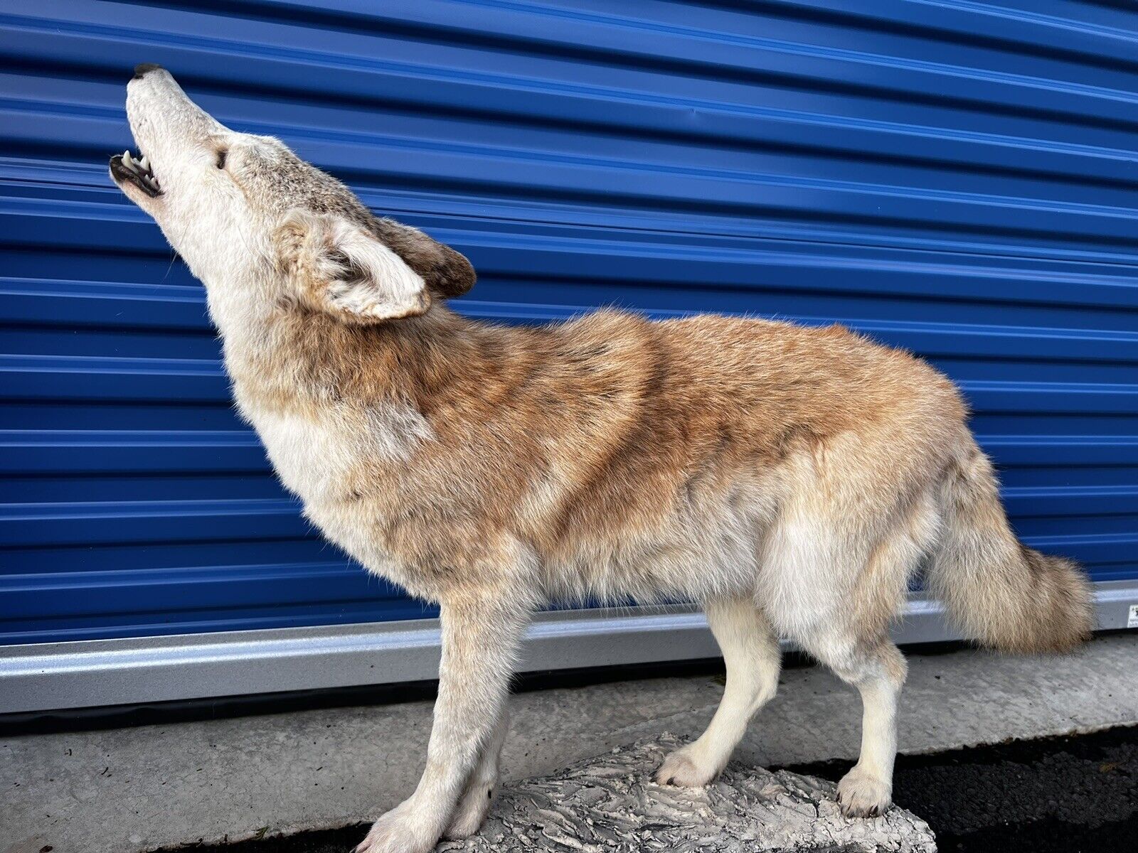 Beautiful Howling Coyote Taxidermy Life Size Mount