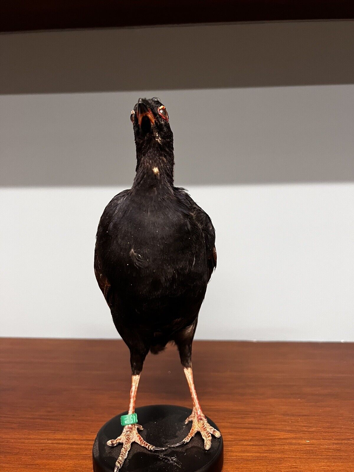 Real taxidermy crested partridge/roul-roul male