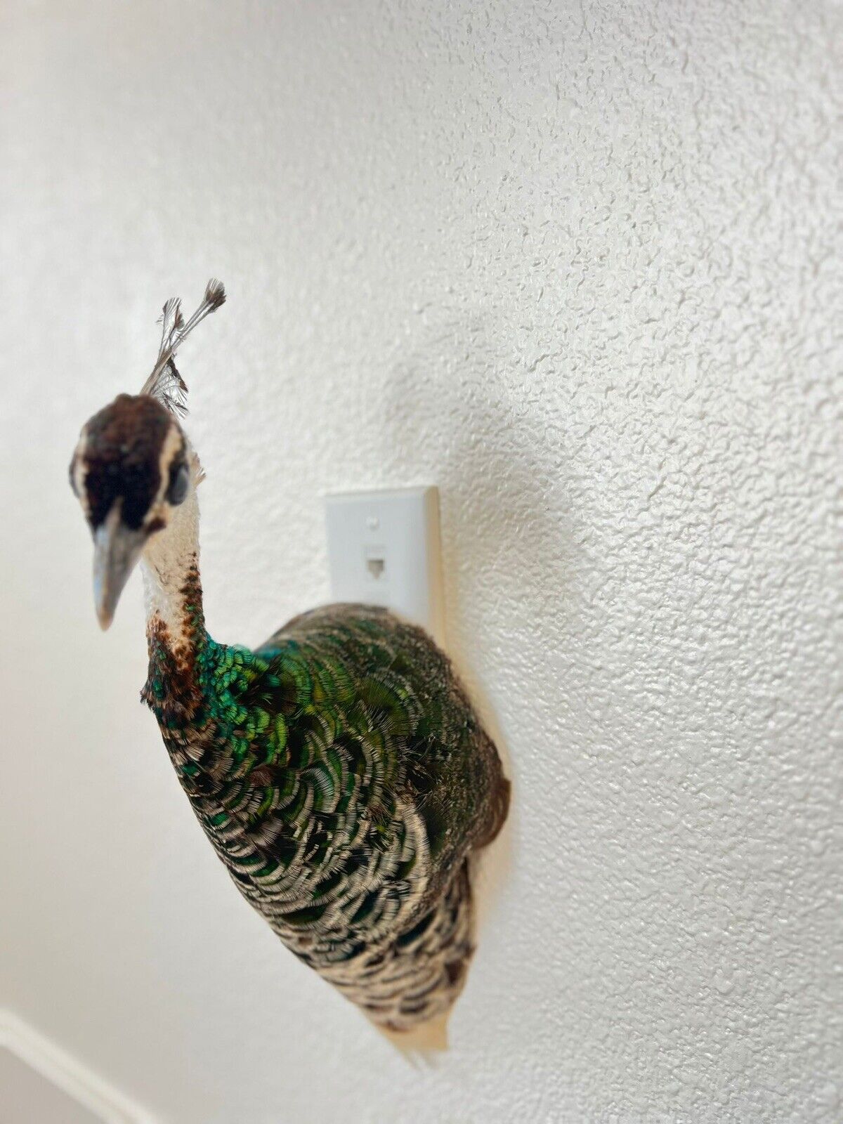 Museum quality FEMALE PEACOCK  Shoulder Taxidermy WALL-Mount
