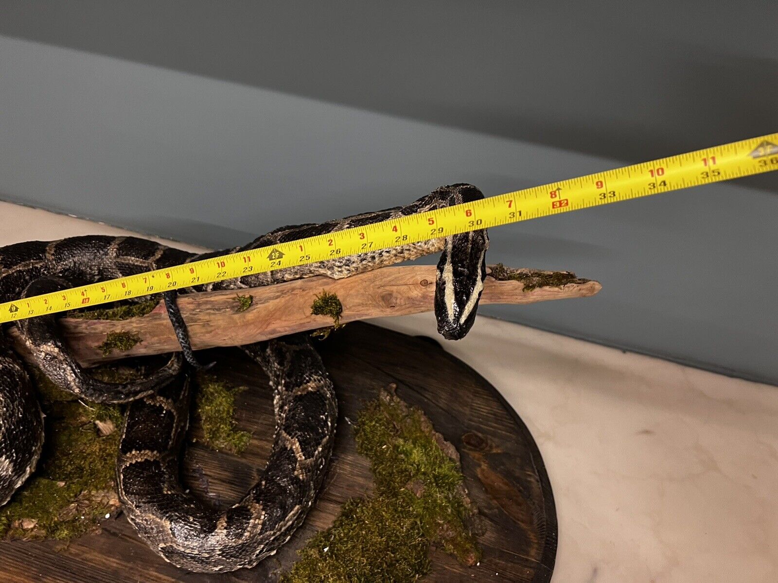 Python Snake Taxidermy Mount