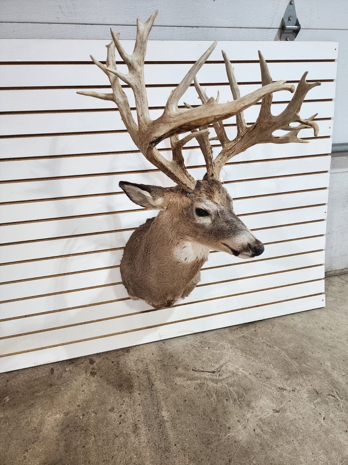 White Tail Deer Real  Antler  Taxidermy Wall Mount 200 CLASS ANTLERS