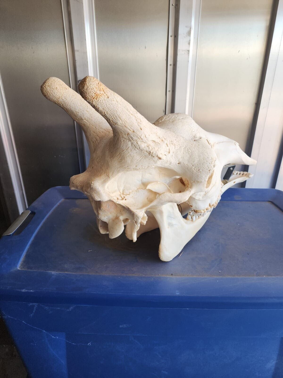 Real Giraffe Skull (Female) - Giraffa camelopardalis - Full Upper and Lower Jaws