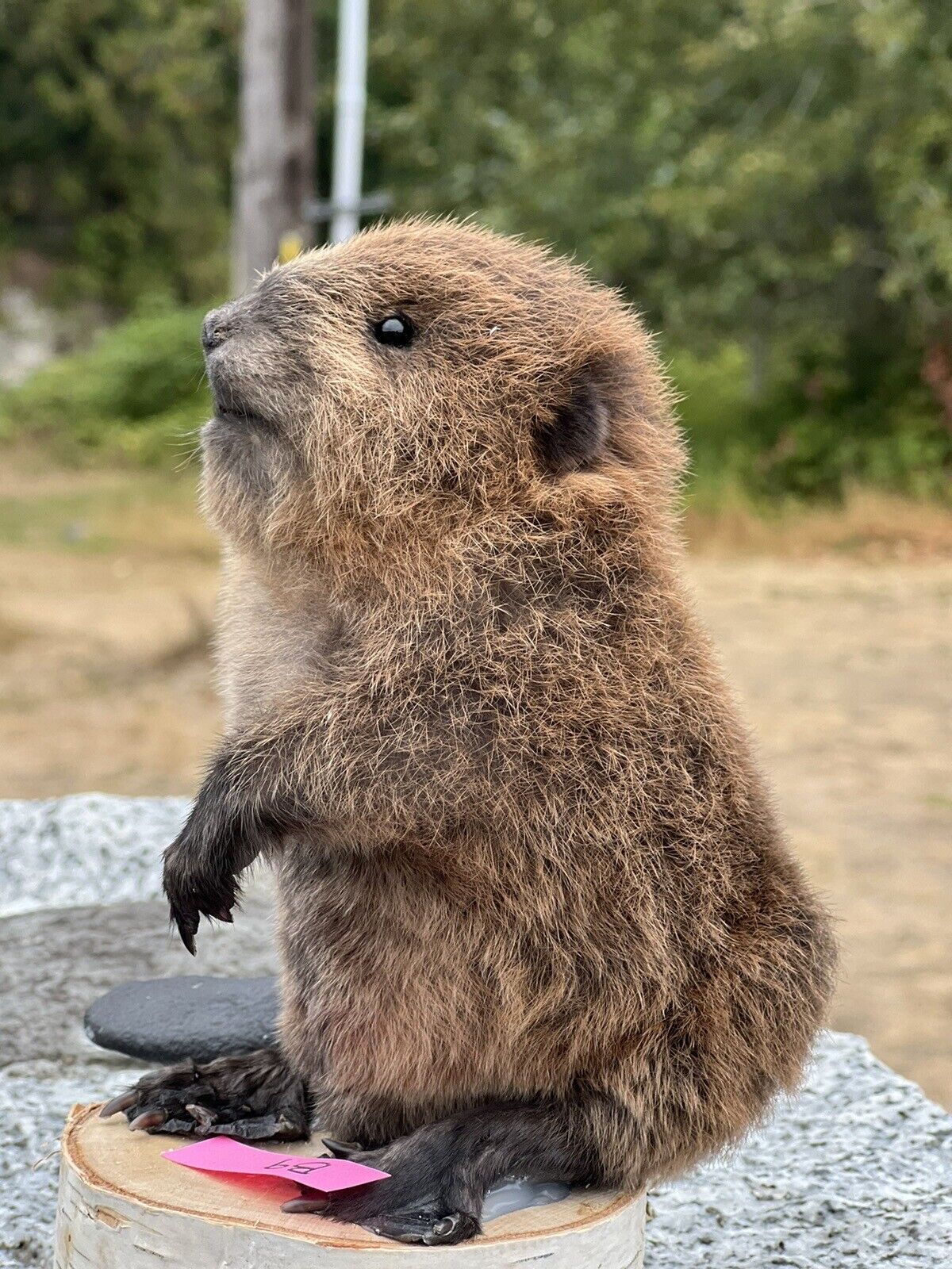 Museum Quality Beautiful Adorable Fatty Beaver Kit Taxidermy Mount Art Wildlife