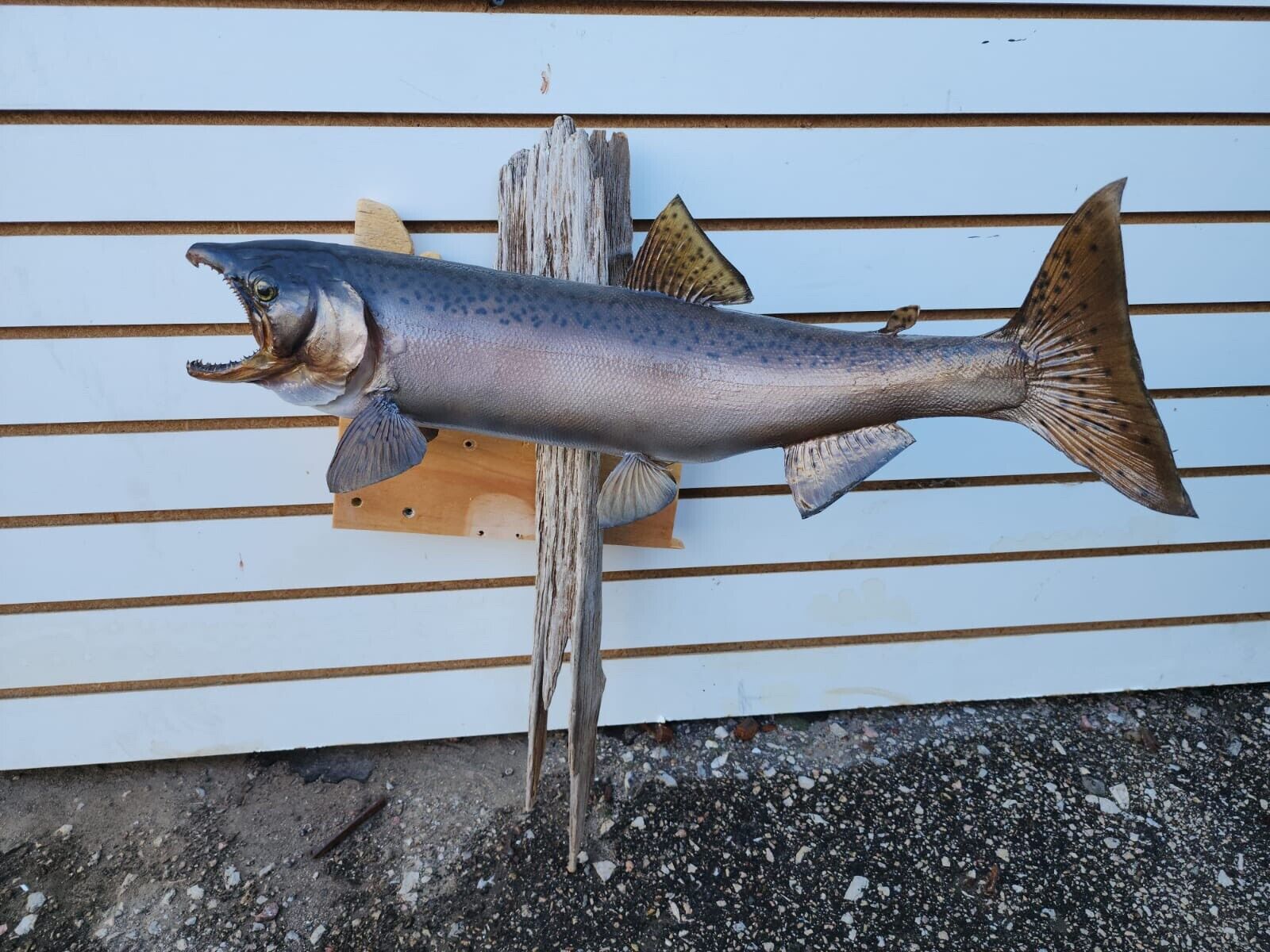 24" Steelhead Real Skin Fish Taxidermy