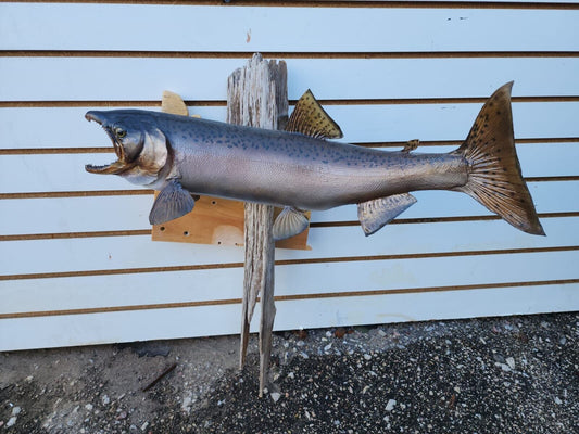 24" Steelhead Real Skin Fish Taxidermy