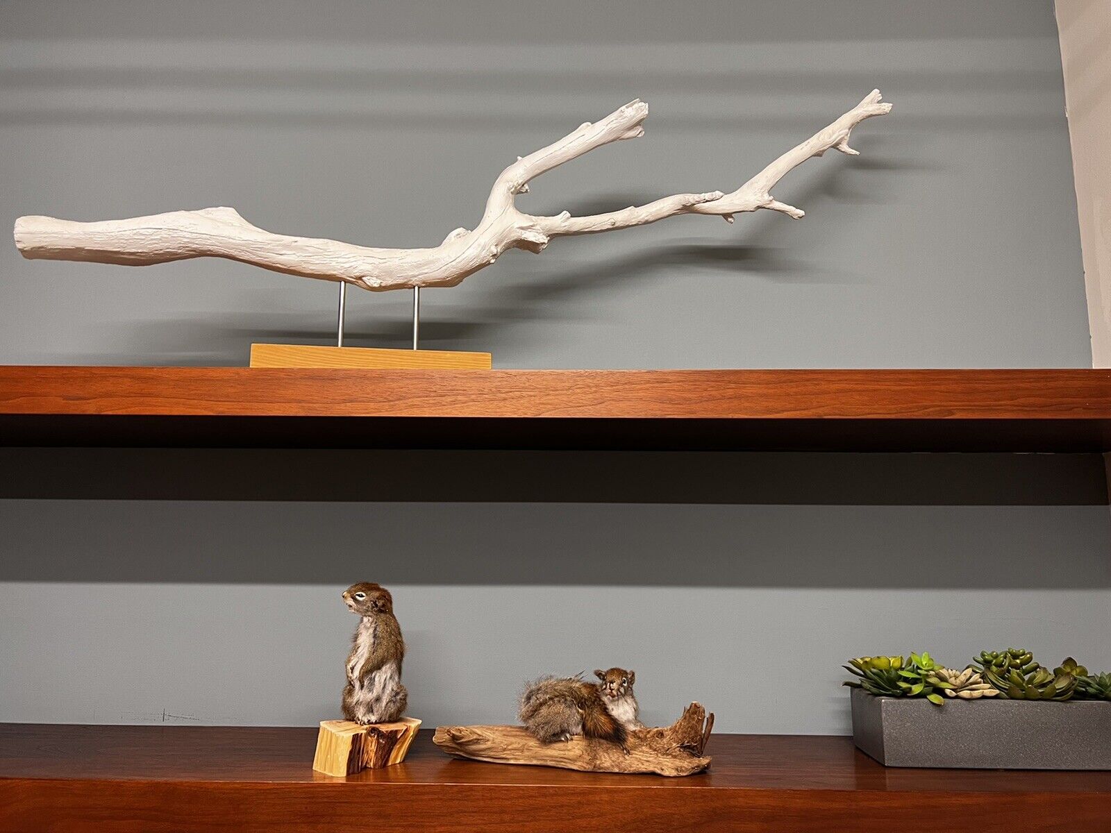 Red Squirrel Beautiful Adorable Taxidermy Mount Wooden Base