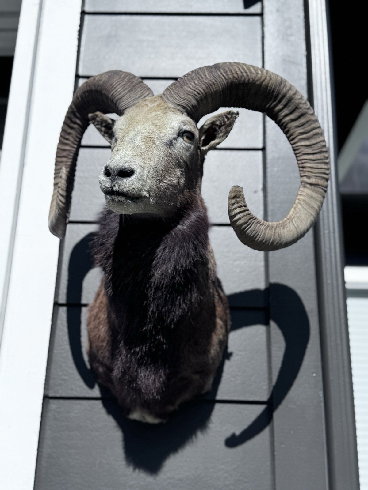 Mouflon sheep taxidermy mount