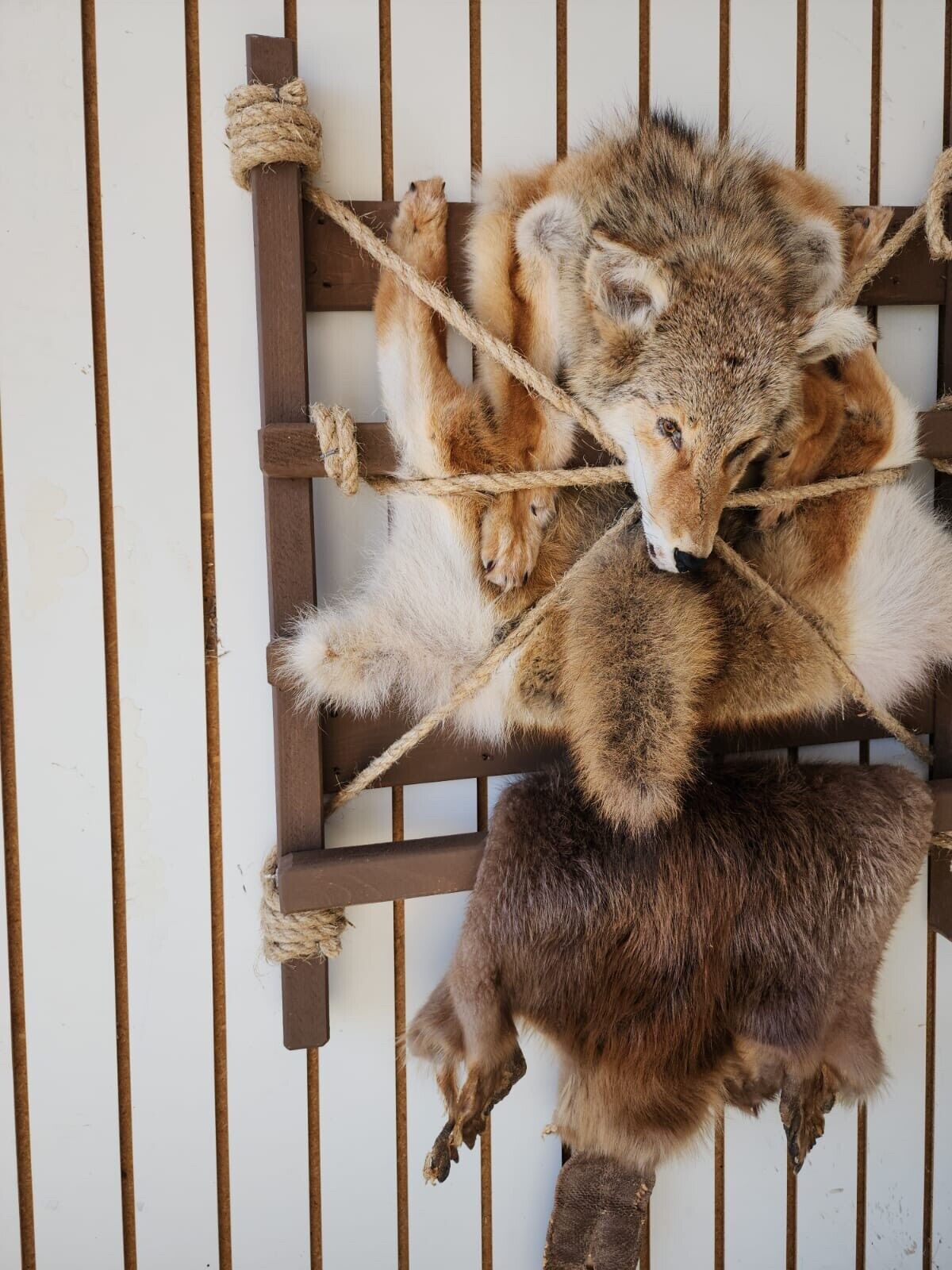 Coyote Beaver Fur Trappers Pack Mount Taxidermy Cabinet Wall Mount