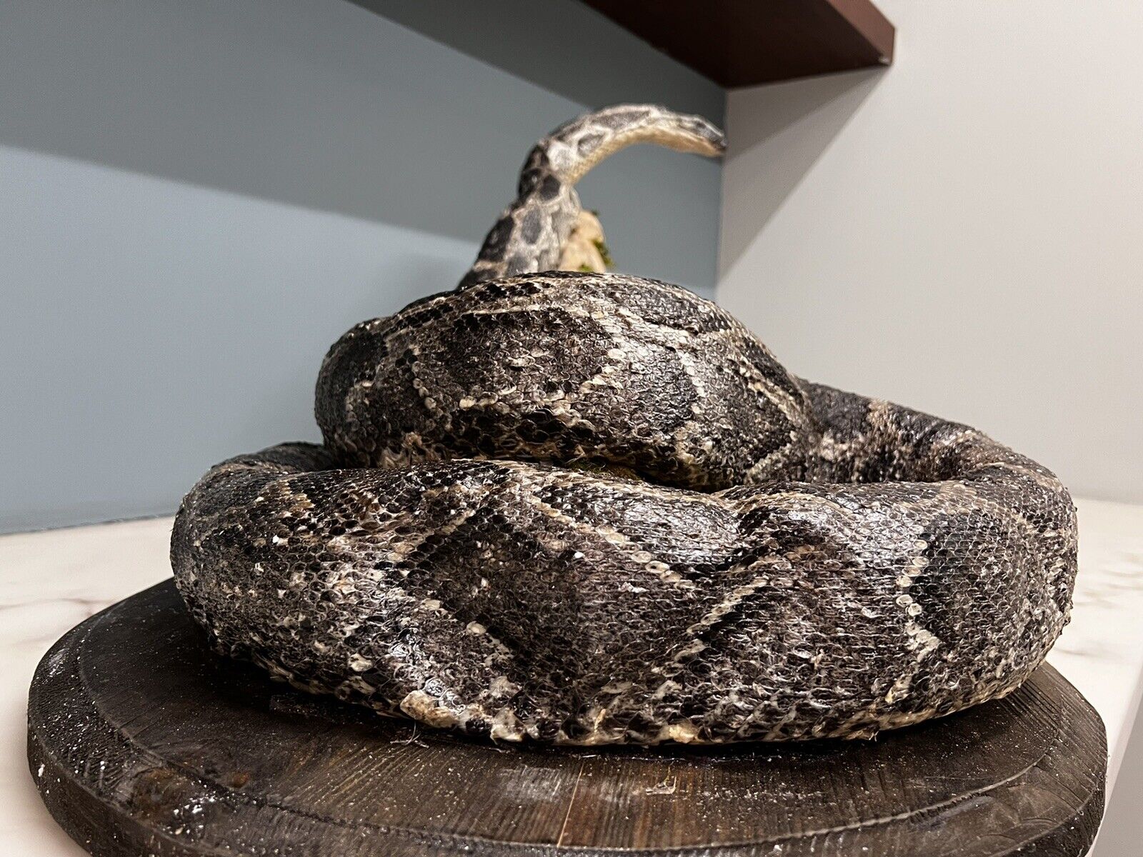 Python Snake Taxidermy Mount