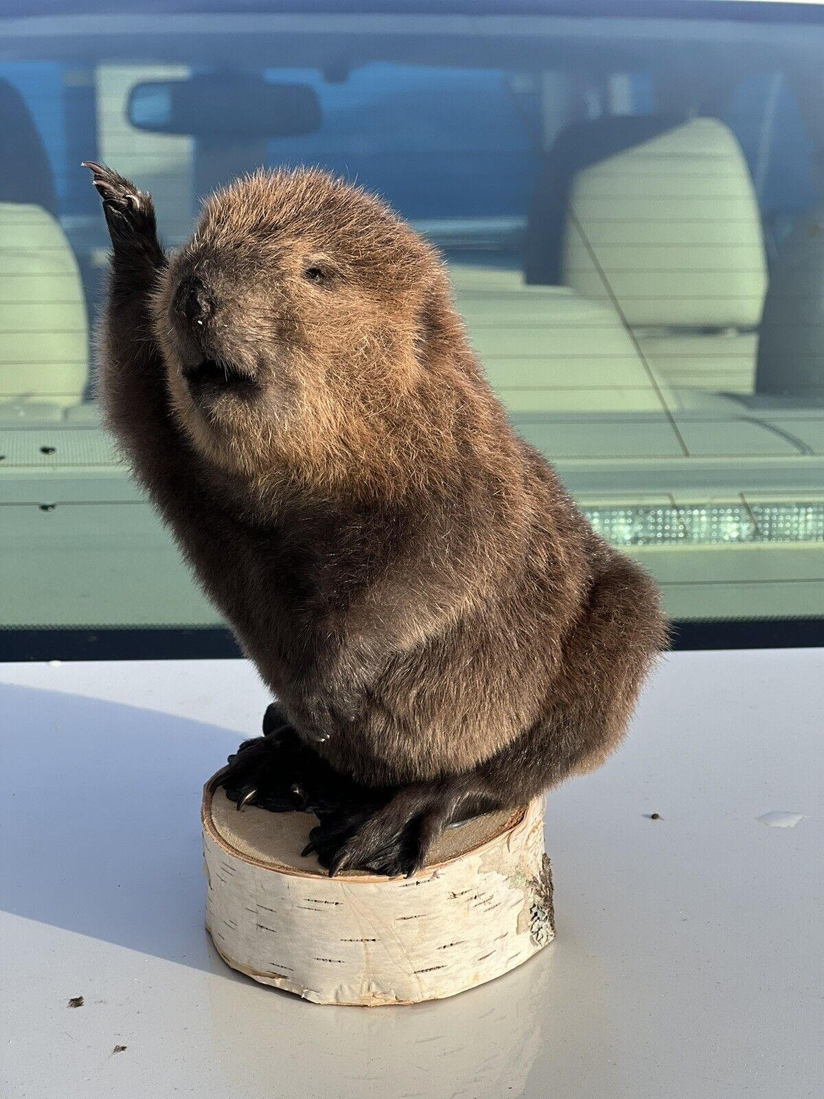 Museum Quality Beautiful Adorable Fatty Beaver Kit Taxidermy Mount Art Wildlife
