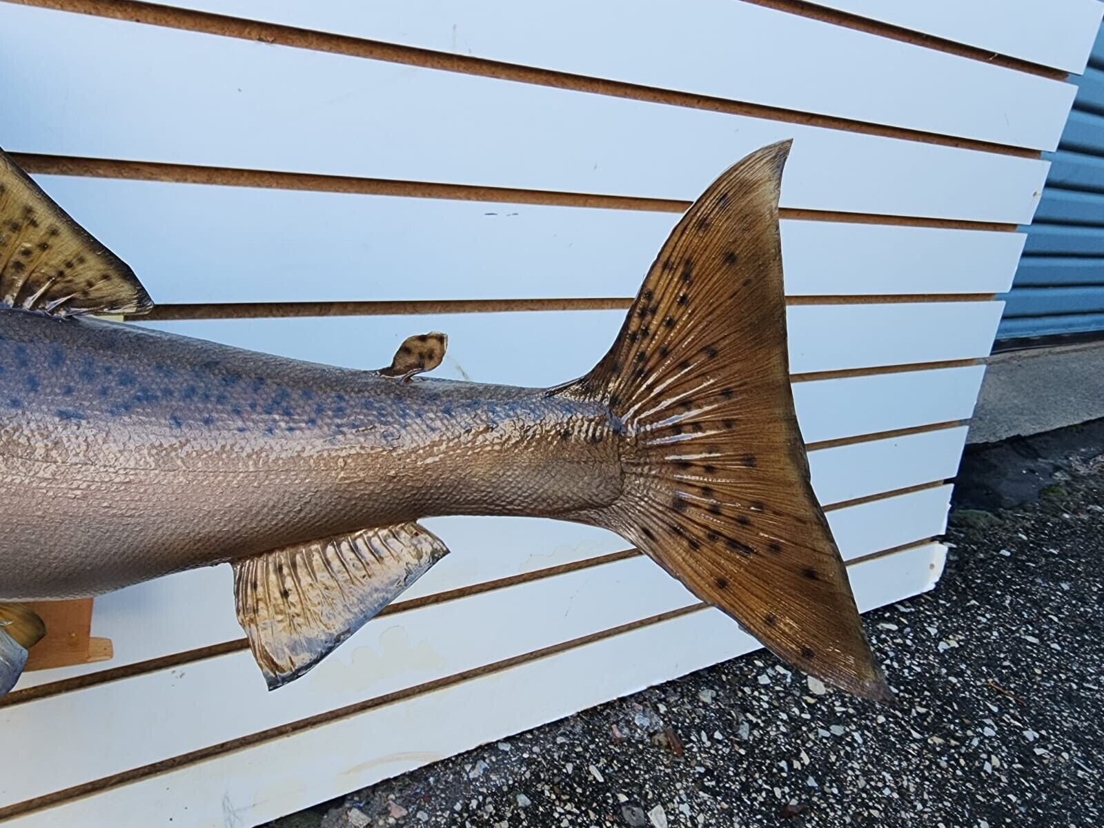 24" Steelhead Real Skin Fish Taxidermy