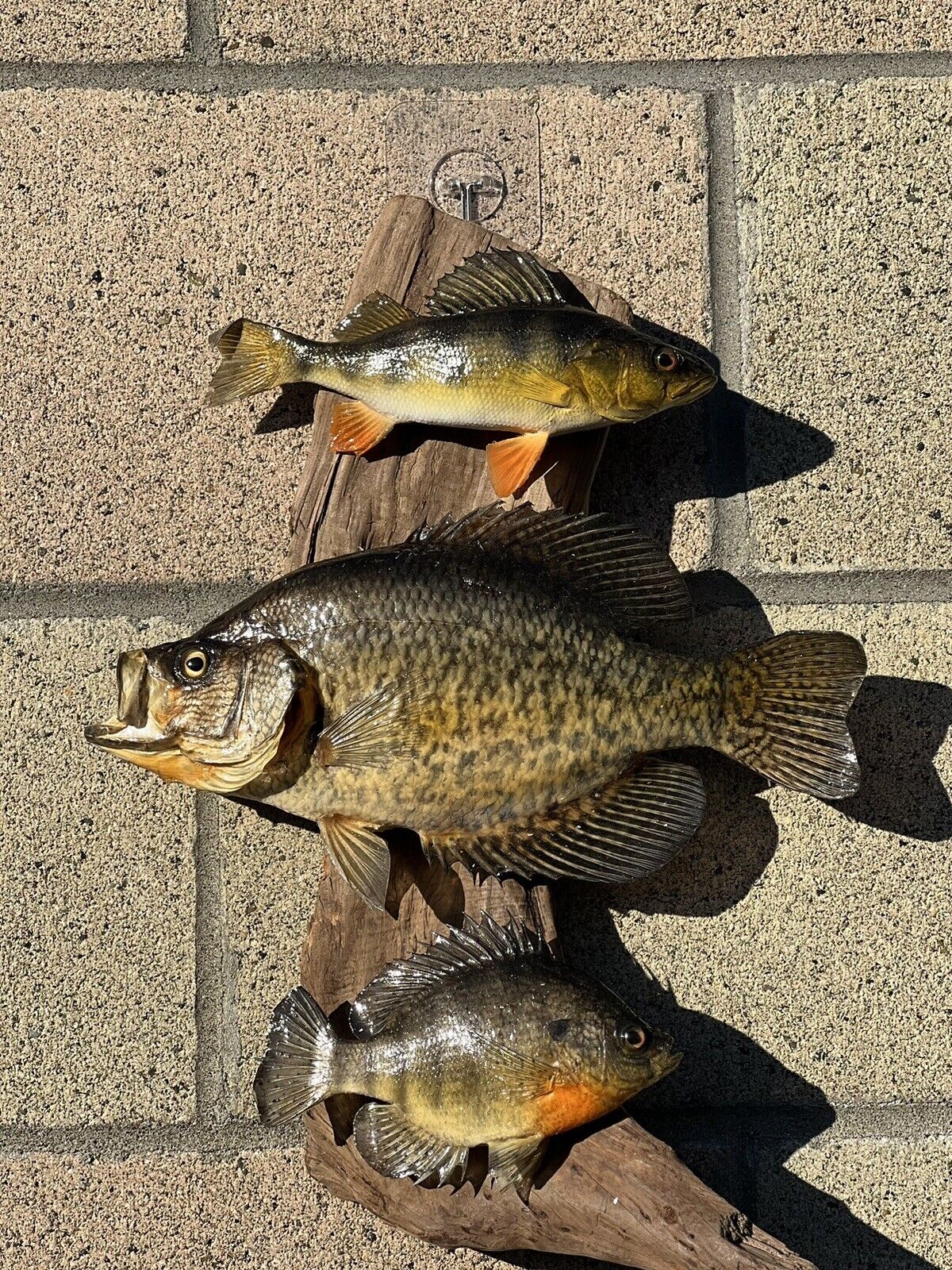 Beautiful Sunfish Crappie Perch Fish Taxidermy Wall Mount Art Wildlife