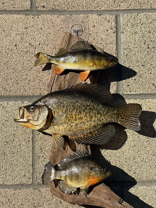 Beautiful Sunfish Crappie Perch Fish Taxidermy Wall Mount Art Wildlife