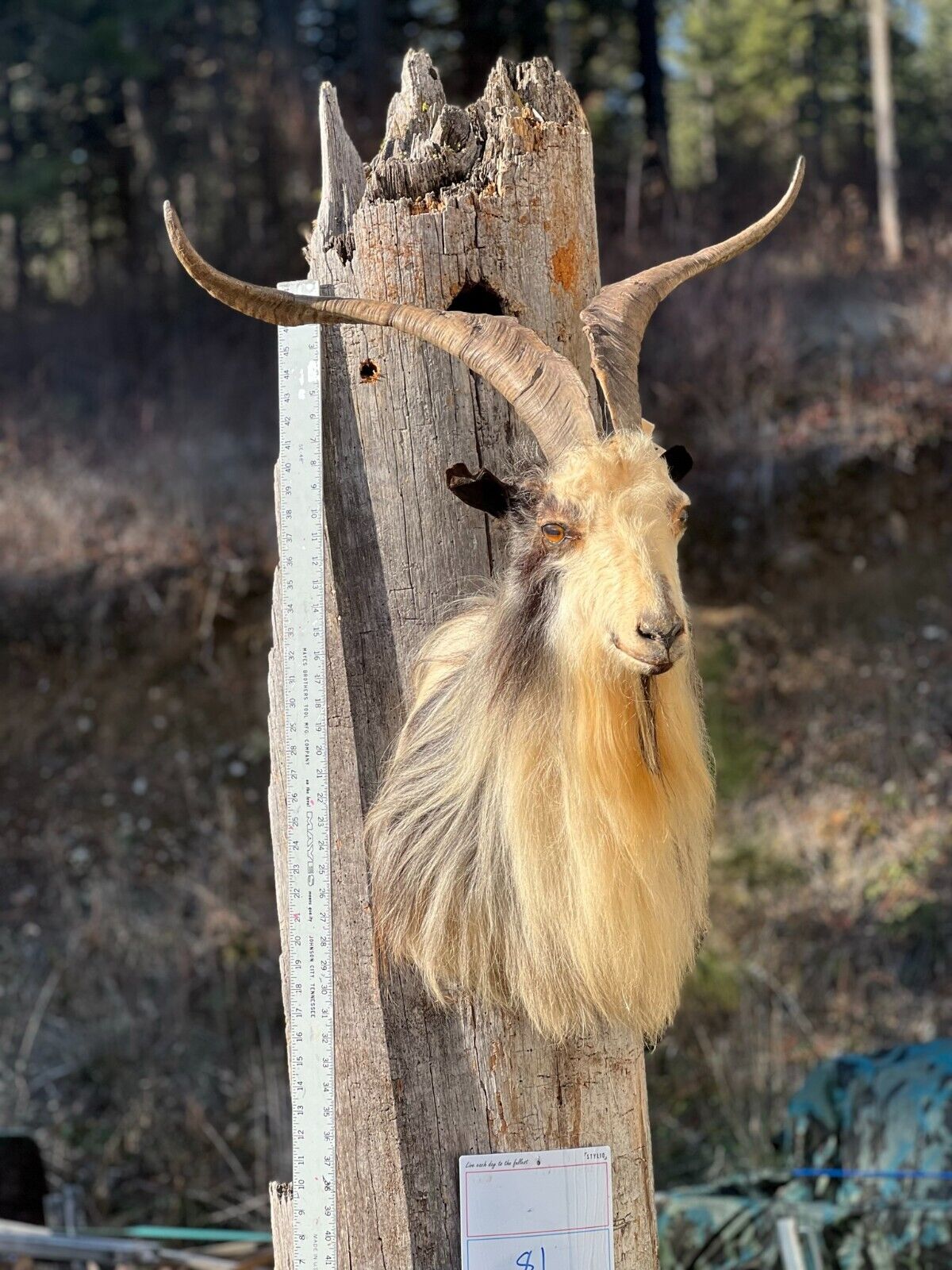 Angora Cross Goat Shoulder Mount Taxidermy
