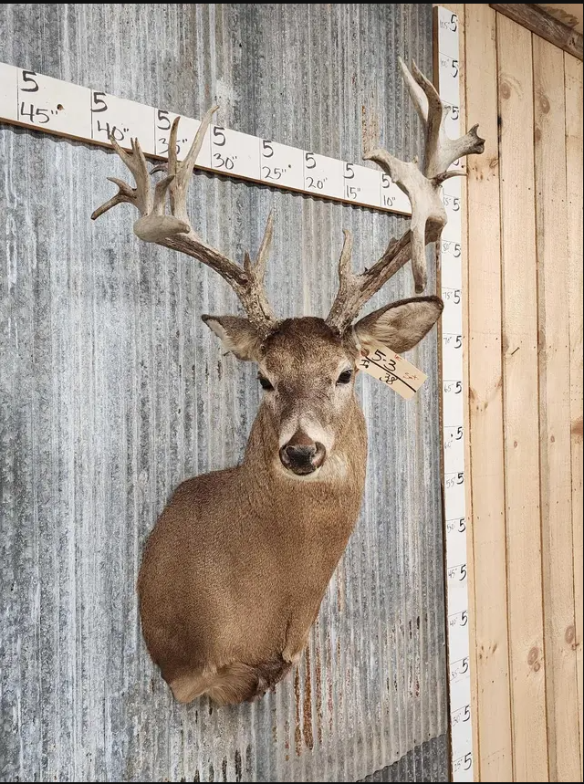 White Tail Deer Real  Antler  Taxidermy Wall Mount- shoulder mount