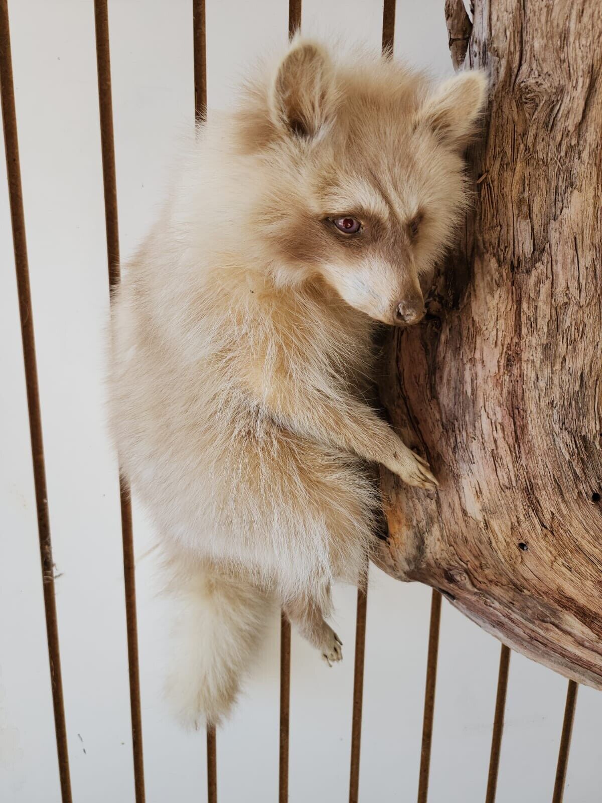 Blonde / Albino Raccoon Full Body Taxidermy Mount