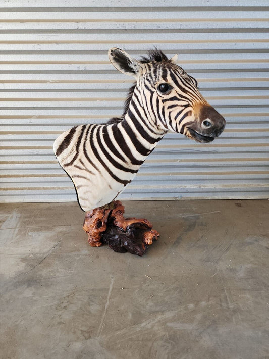 BURCHELL AFRICAN TROPHY BABY ZEBRA SHOULDER MOUNT | TAXIDERMY ON PEDESTAL MOUNT