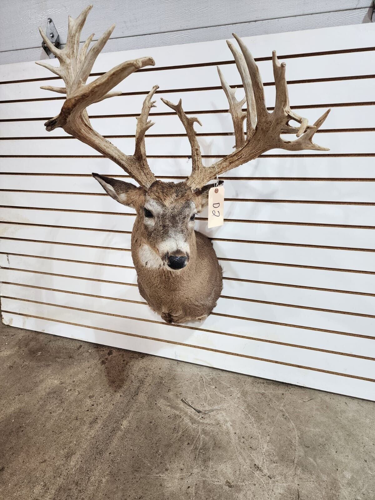 White Tail Deer Real  Antler  Taxidermy Wall Mount 200 CLASS ANTLERS
