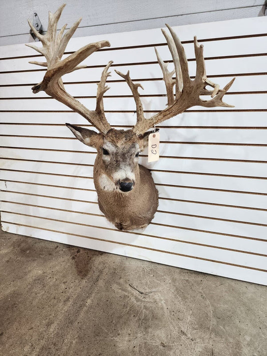 White Tail Deer Real  Antler  Taxidermy Wall Mount 200 CLASS ANTLERS