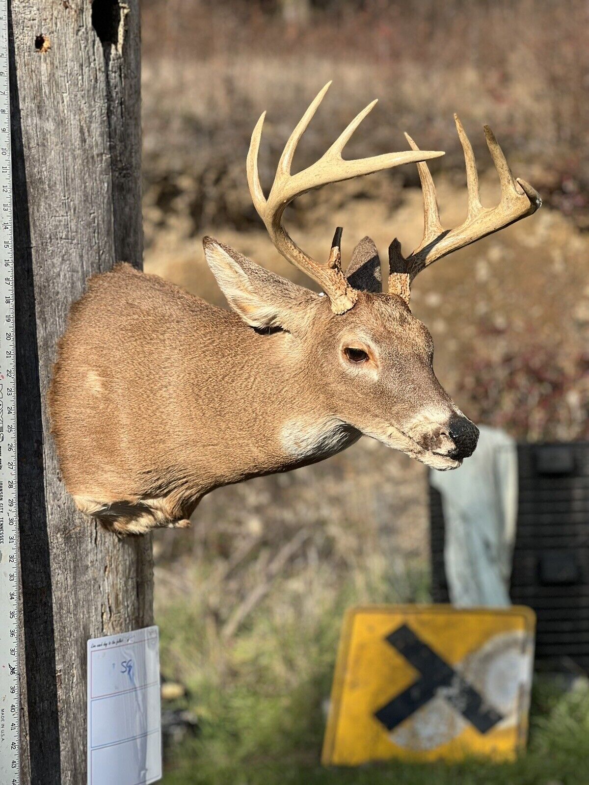 Shoulder Mount   White Tail Deer Real  Antler  Taxidermy Wall Mount