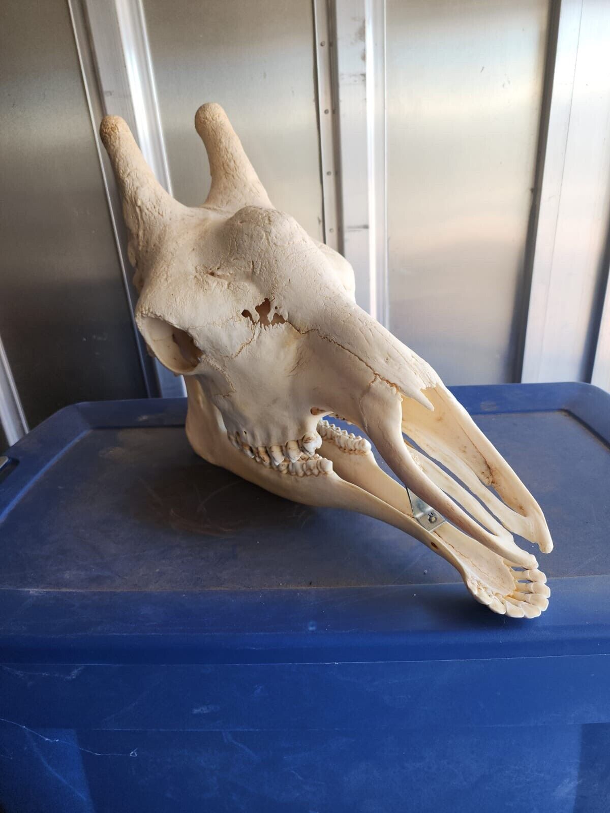 Real Giraffe Skull (Female) - Giraffa camelopardalis - Full Upper and Lower Jaws